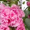 Hollyhock Rosea 'Pleniflora'