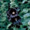 Hollyhock 'Nigra' -Double Tree Store HOLL V65474 A h