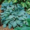 Hosta 'Fragrant Blue' -Double Tree Store HOST V63461 A h