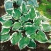 Hosta 'Minuteman' -Double Tree Store HOST V63464 A h