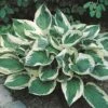Hosta 'Wide Brim' -Double Tree Store HOST V63469 A h