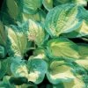 Hosta 'Great Expectations' -Double Tree Store HOST V63470 A h