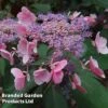 Hydrangea Aspera 'Hot Chocolate' -Double Tree Store HYDR HOTCHOCOL S54235