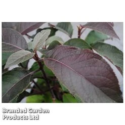 Hydrangea Aspera 'Hot Chocolate' -Double Tree Store HYDR HOTCHOCOL S54236