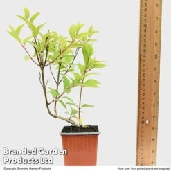 Hydrangea Paniculata 'Magical Moonlight' -Double Tree Store HYDR MAGICM9CM T49364