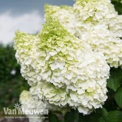 Hydrangea Paniculata 'Magical Moonlight' -Double Tree Store Hyd MagicalMoon VM 2