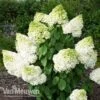 Hydrangea Paniculata 'Magical Moonlight' -Double Tree Store Hydrangea MagicalMoonlight 1