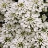 Iberis Sempervirens -Double Tree Store IBER V65496 A h