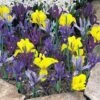 Iris 'Dwarf Collection' -Double Tree Store IRIS 25738V A h