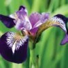 Iris Versicolor 'Mysterious Monique' -Double Tree Store IRIS V49148 A h