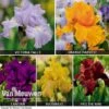 Iris Re-Blooming Collection -Double Tree Store Iris Re Blooming Collection