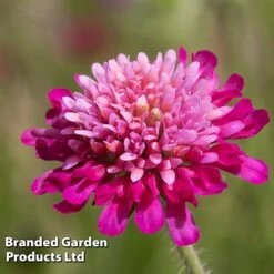 Knautia Macedonica 'Melton Pastels' -Double Tree Store KNAU MELTONPAS W498781