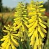 Red Hot Poker 'Lemon Popsicle' -Double Tree Store KNIP V66423 A h