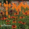 Red Hot Poker 'Mango Popsicle' -Double Tree Store KNIP V66425 A