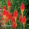 Red Hot Poker 'Papaya Popsicle' -Double Tree Store KNIP V66427 A