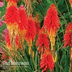 Double Tree Store -Double Tree Store KNIP V66427 B