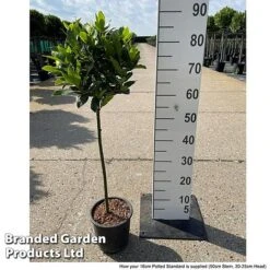 Bay Tree Standard 13 Bay Tree Standard -Double Tree Store LAUR NOBILISTD S52051