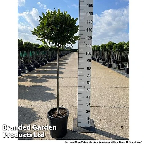 Bay Tree Standard 7 Bay Tree Standard - Image 5