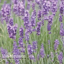 Lavender Duo -Double Tree Store LAVE V13899 C
