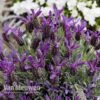 Lavender 'Devonshire Compact' -Double Tree Store LAVE V81538 B