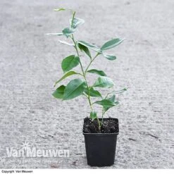 Fruit Meyer Lemon -Double Tree Store LEMO 64680 VA