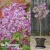 Lilac 'Palibin' -Double Tree Store LILAC 63200 A