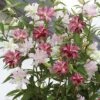 Tree Lily 'Crystal Collection' -Double Tree Store LILY 70647V A h