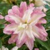 Lily: 'Crystal Tree Lily Monet' -Double Tree Store LILY 70648V A h