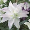 Lily: 'Crystal Tree Lily Picasso' -Double Tree Store LILY 70649V A h