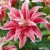 Lily: 'Crystal Tree Lily Cezanne' -Double Tree Store LILY 70650V A h