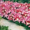 Lily 'Border Collection' -Double Tree Store LILY V17763 A h