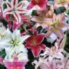 Lily 'Oriental Mixed' -Double Tree Store LILY V45668 A
