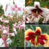 Tree Lily 'Collection' -Double Tree Store LILY V52759 A h