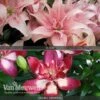 Lily 'Premium Collection' 2 Lily 'Premium Collection' -Double Tree Store LILY V80747 A h