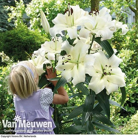 Lily 'Pretty Woman' 3 Lily 'Pretty Woman'