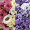 Lisianthus Collection -Double Tree Store LISI 68659V A h