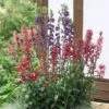 Lobelia X Speciosa 'Fan Mixed' -Double Tree Store LOBE V65590 A h