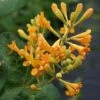 Lonicera 'Golden Trumpet' -Double Tree Store LONI V64807 A h