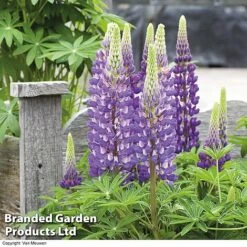 Lupin 'Street Party Collection' 7 Lupin 'Street Party Collection' -Double Tree Store LUPI 69494 C