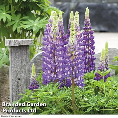 Lupin 'Street Party Collection' 4 Lupin 'Street Party Collection' - Image 2