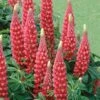 Lupin 'The Page' -Double Tree Store LUPI V59095 A h