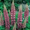 Lupin 'The Chatelaine' -Double Tree Store LUPI V63479 A h