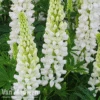 Lupin 'Gallery White' -Double Tree Store LUPI GALLERYWH S079371