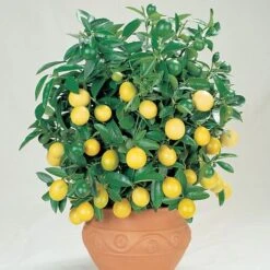Citrus Tree Collection -Double Tree Store Lemon