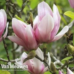 Magnolia 'Red Lucky' -Double Tree Store MAGN V11821 E