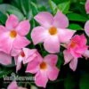 Mandevilla 'Bloom Bells® Pink' -Double Tree Store MAND V17821 B