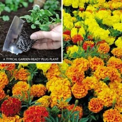 Marigold F1 'Zenith Mixed' -Double Tree Store MARI V52661 A h