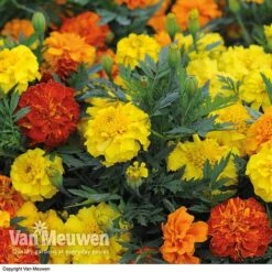 Marigold F1 'Zenith Mixed' -Double Tree Store MARI V52661 B