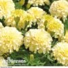 Marigold 'French Vanilla' (Garden Ready) -Double Tree Store MARI V58417 A