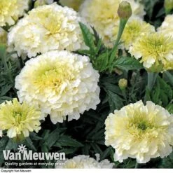 Marigold 'French Vanilla' (Garden Ready) -Double Tree Store MARI V58417 C